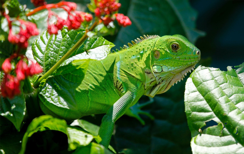 Foto: grüner Leguan