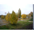 Foto vom 27. Oktober 2011: herbstlich gefärbter Park