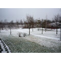 Foto vom 21. Dezember 2011: ein wenig Schnee auf Wegen und Grünflächen