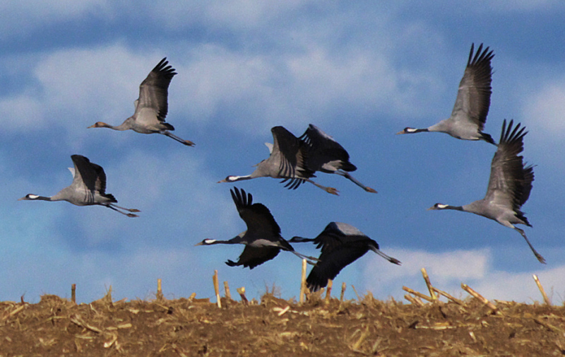 Foto: Kraniche im Flug