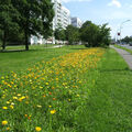 Foto: Ringelblumen entlang der Straße