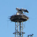 Foto: 4 Störche auf dem Schwedter Nest