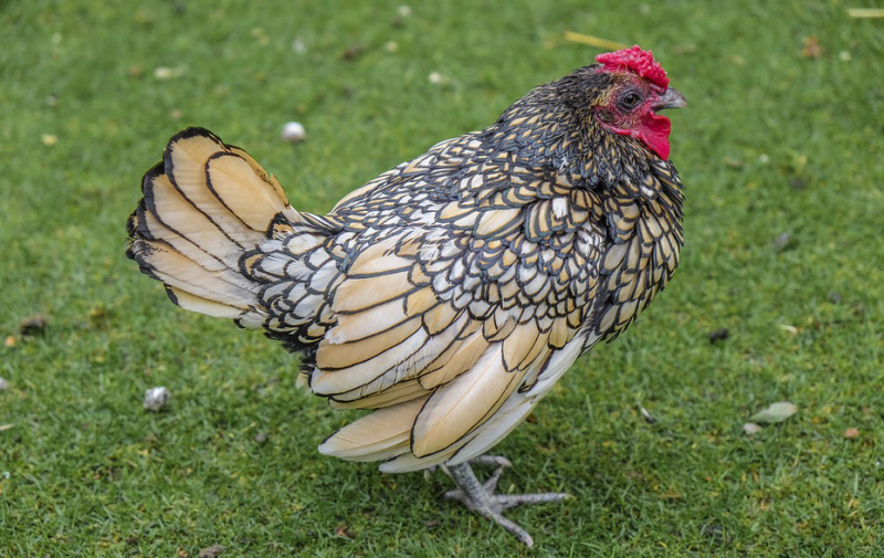 Foto: Huhn der Rasse Wyandotte Foto: Huhn der Rasse Wyandotte