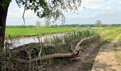 Foto: Totholz am Wegesrand im Nationalpark